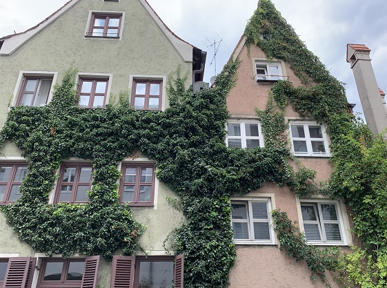 Bild grüne